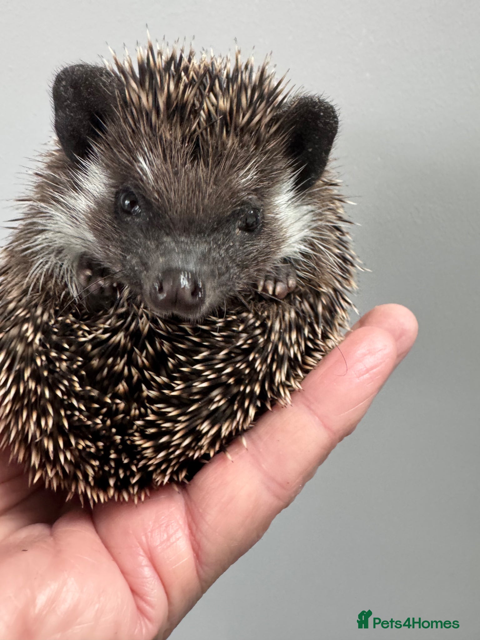 Pygmy Hedgehog rodents 8-10 wk old babies/various colours/masks READY!  - Advert 2