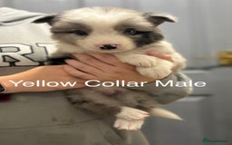 Border Collie dogs for sale: 9 Beautiful B&W & Merle Border Collie Puppies 🐶 - Image 11
