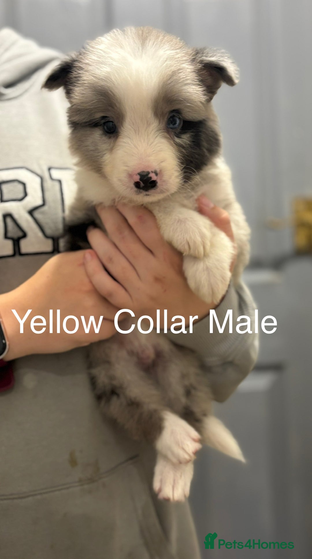 Border Collie dogs for sale: 9 Beautiful B&W & Merle Border Collie Puppies 🐶 - Image 11