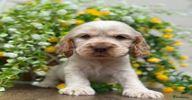 Cocker Spaniel dogs - Advert 6