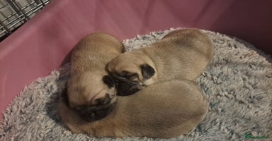 Pug dogs - Advert 5