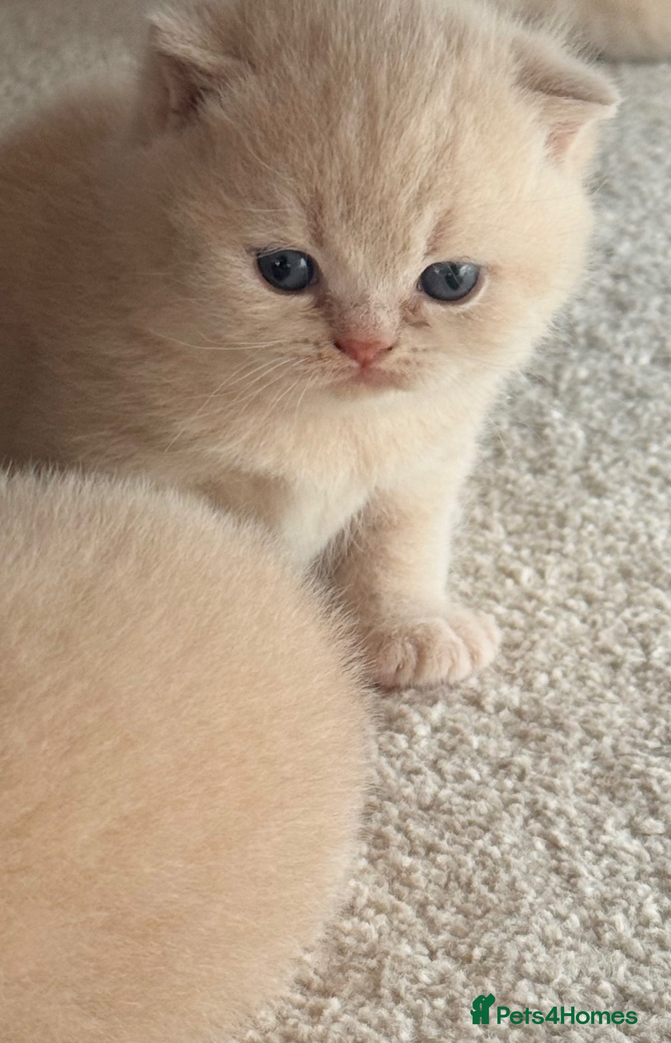 British Shorthair cats for sale: CREAM BRITISH SHORTHAIR MALE - GCCF REG - Advert 10