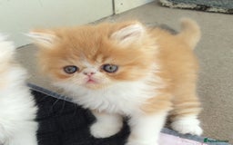 Exotic cats for sale: Exotic pedigree kittens  - Image 23