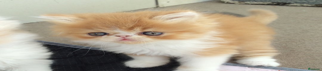 Exotic Kitten 5