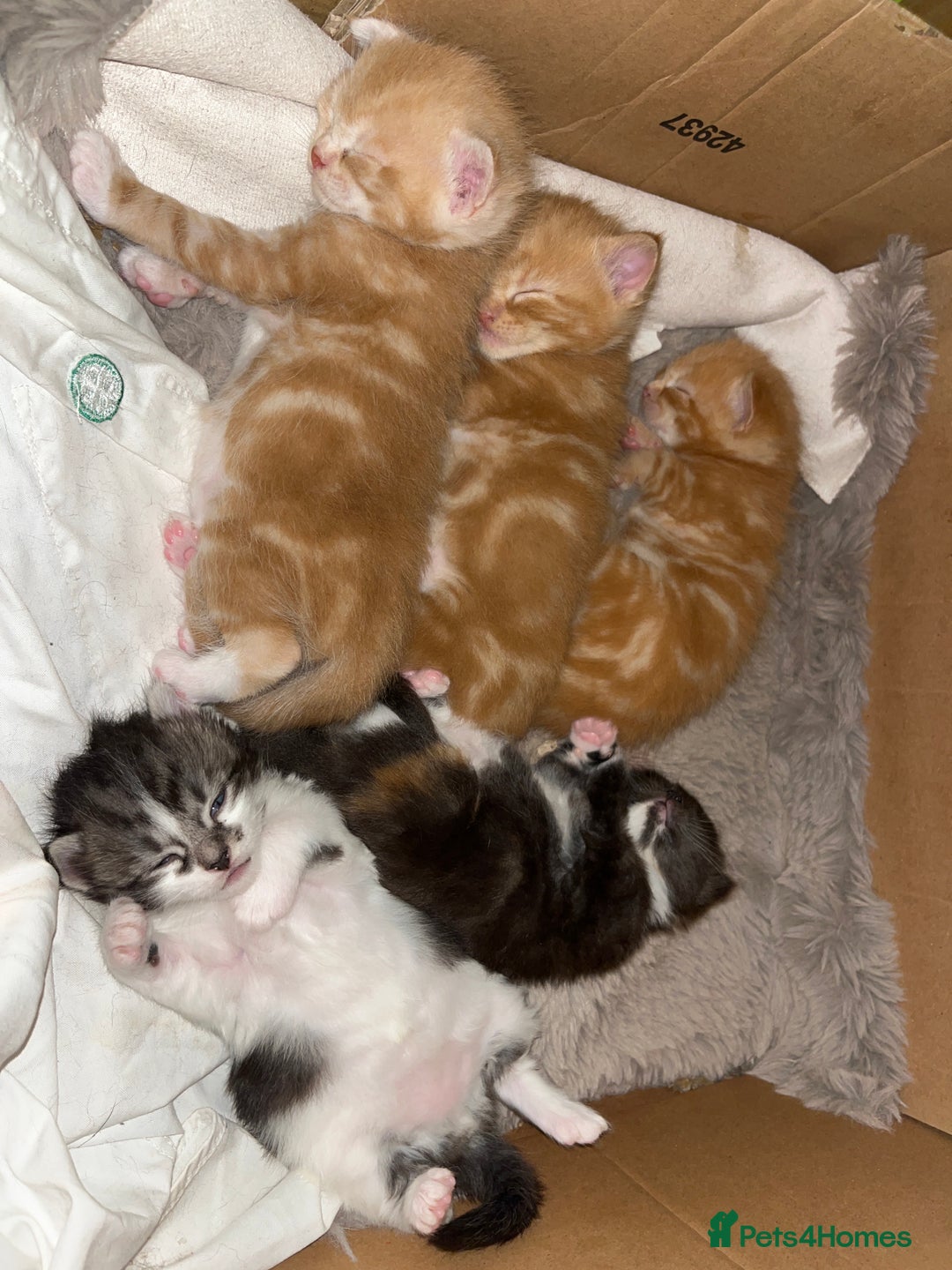 Domestic Shorthair cats for sale: Domestic shorthair x Maine Coon - Advert 6