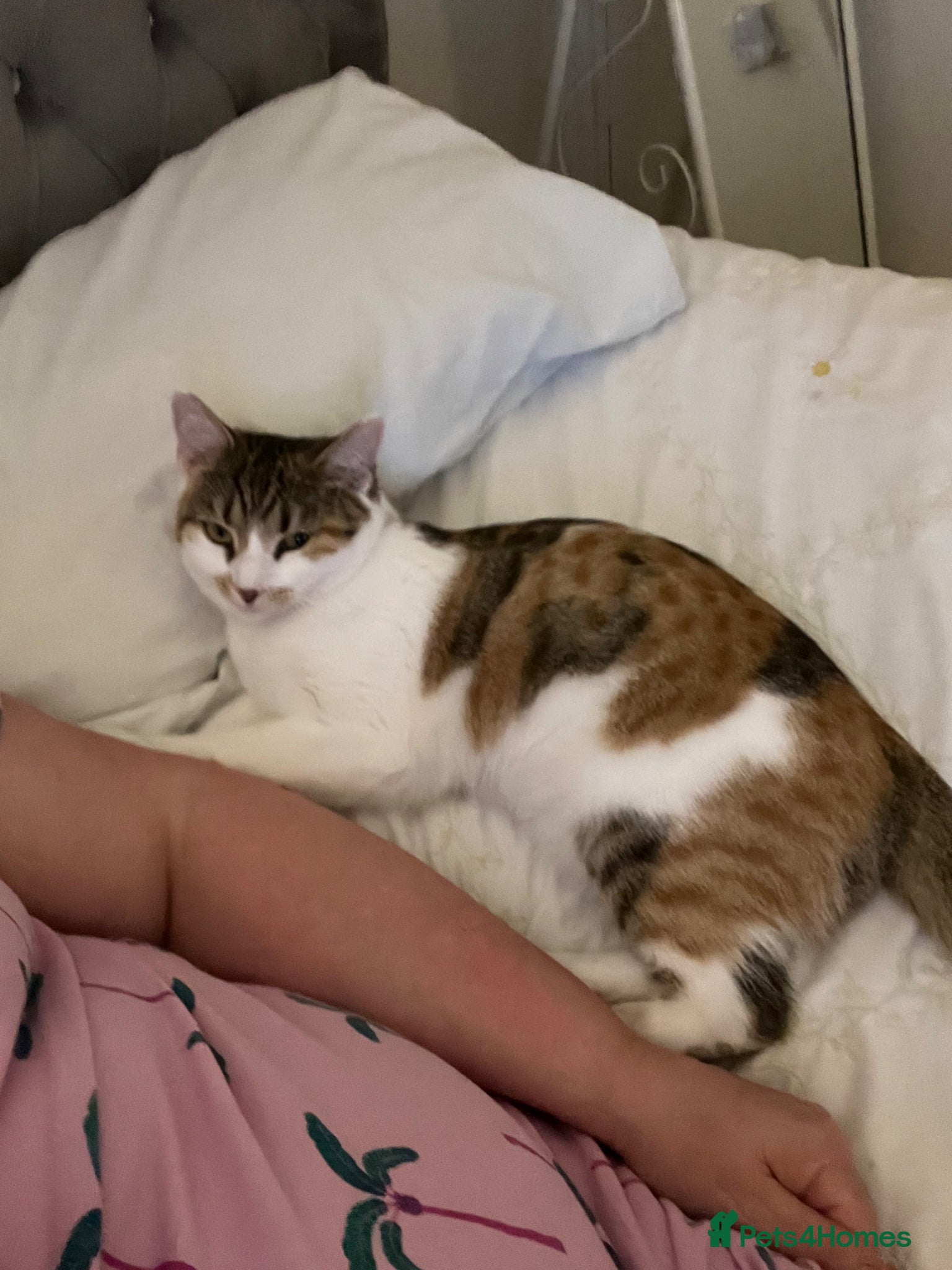 Mixed Breed cats Beautiful girl needs a loving home  - Advert 4