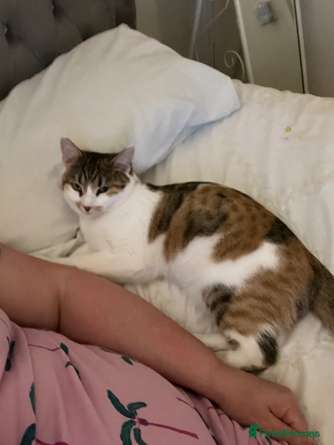 Mixed Breed cats for sale: Beautiful girl needs a loving home  in Oldham - Advert 1