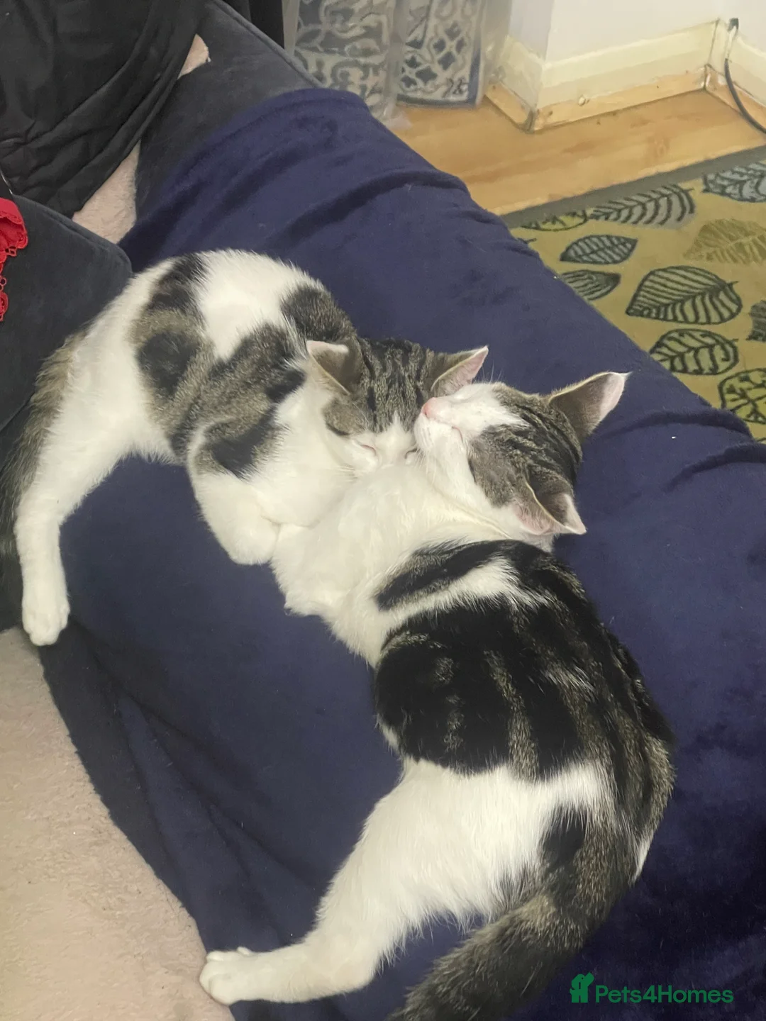 Mixed Breed cats for sale: Free Cat - Advert 2