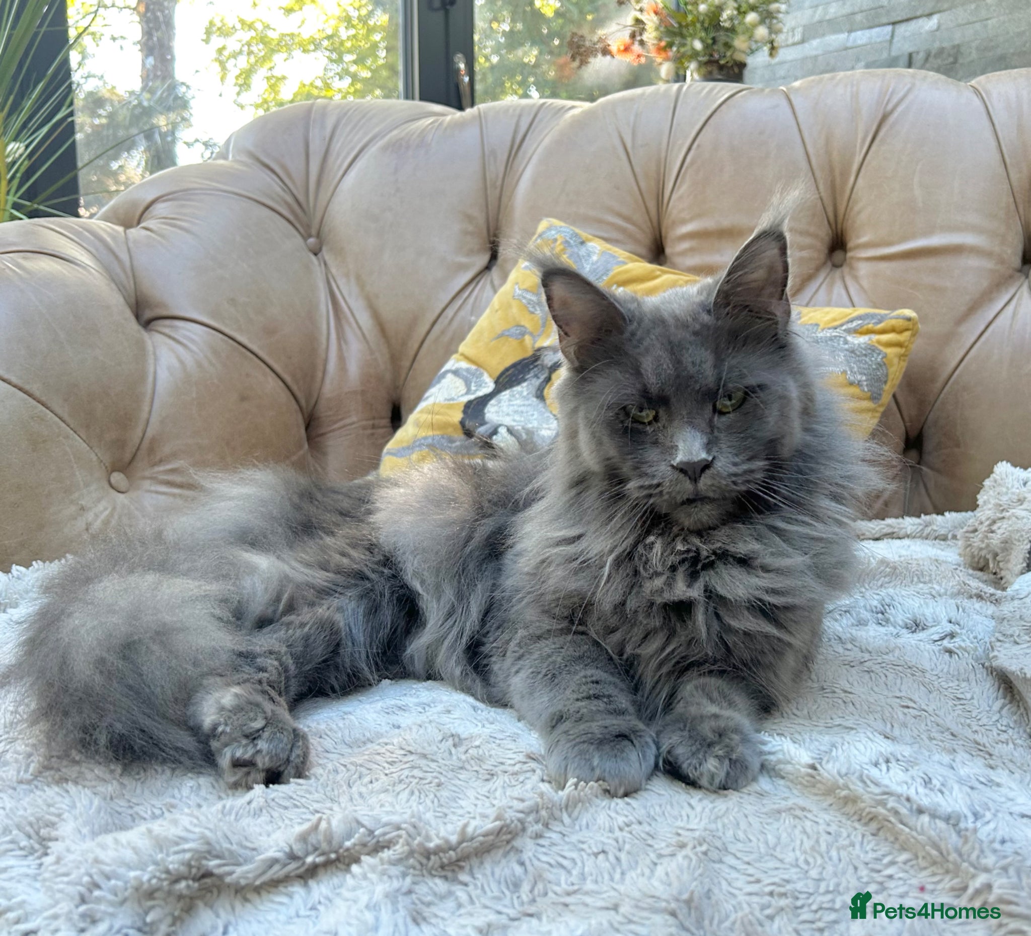 Maine Coon cats Exceptional blue-smoke Maine Coon Kittens 🔥  - Advert 4