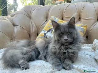 Maine Coon cats Exceptional blue-smoke Maine Coon Kittens 🔥 - Advert 4