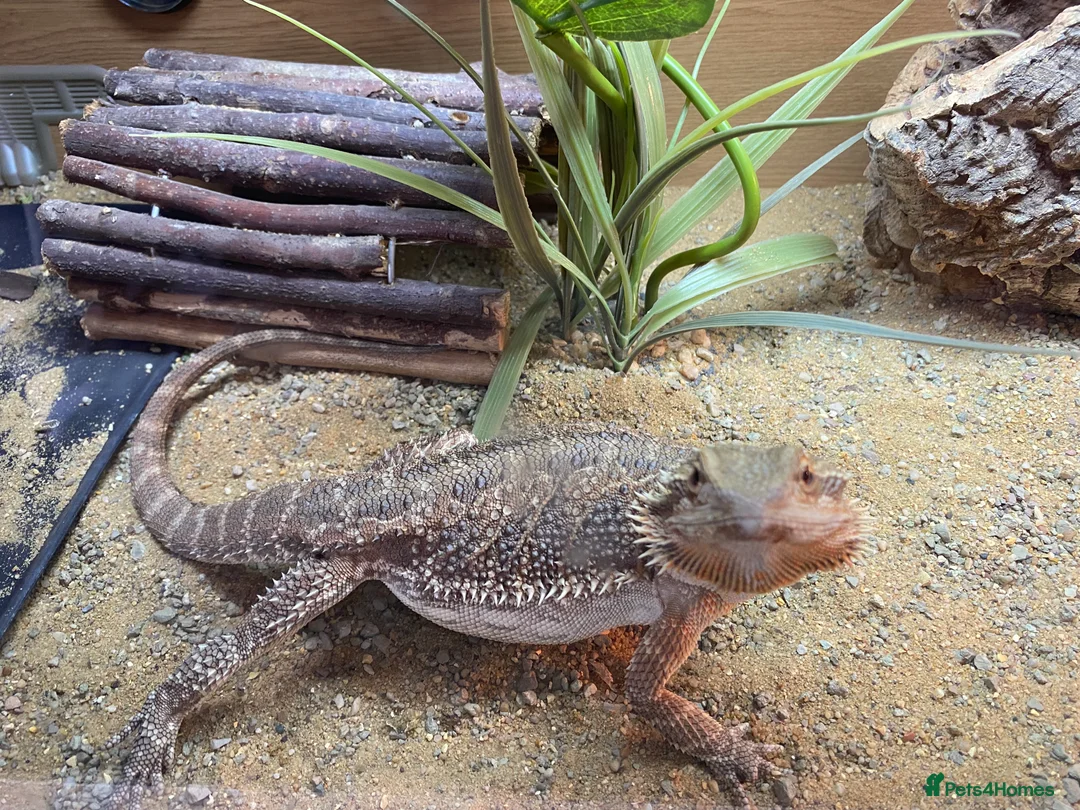 Dragon reptiles for sale: Beautiful 7-Month Bearded Dragon & Complete Setup - Advert 2