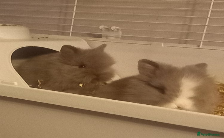 Lionhead rabbits - Advert 3