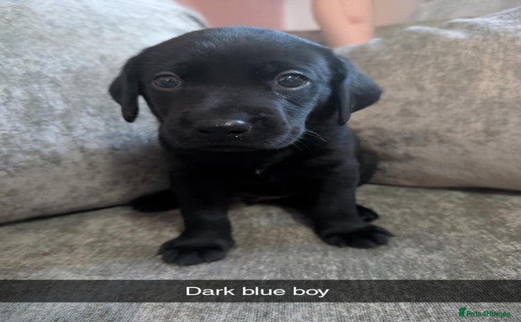 Labrador Retriever dogs - Advert 2