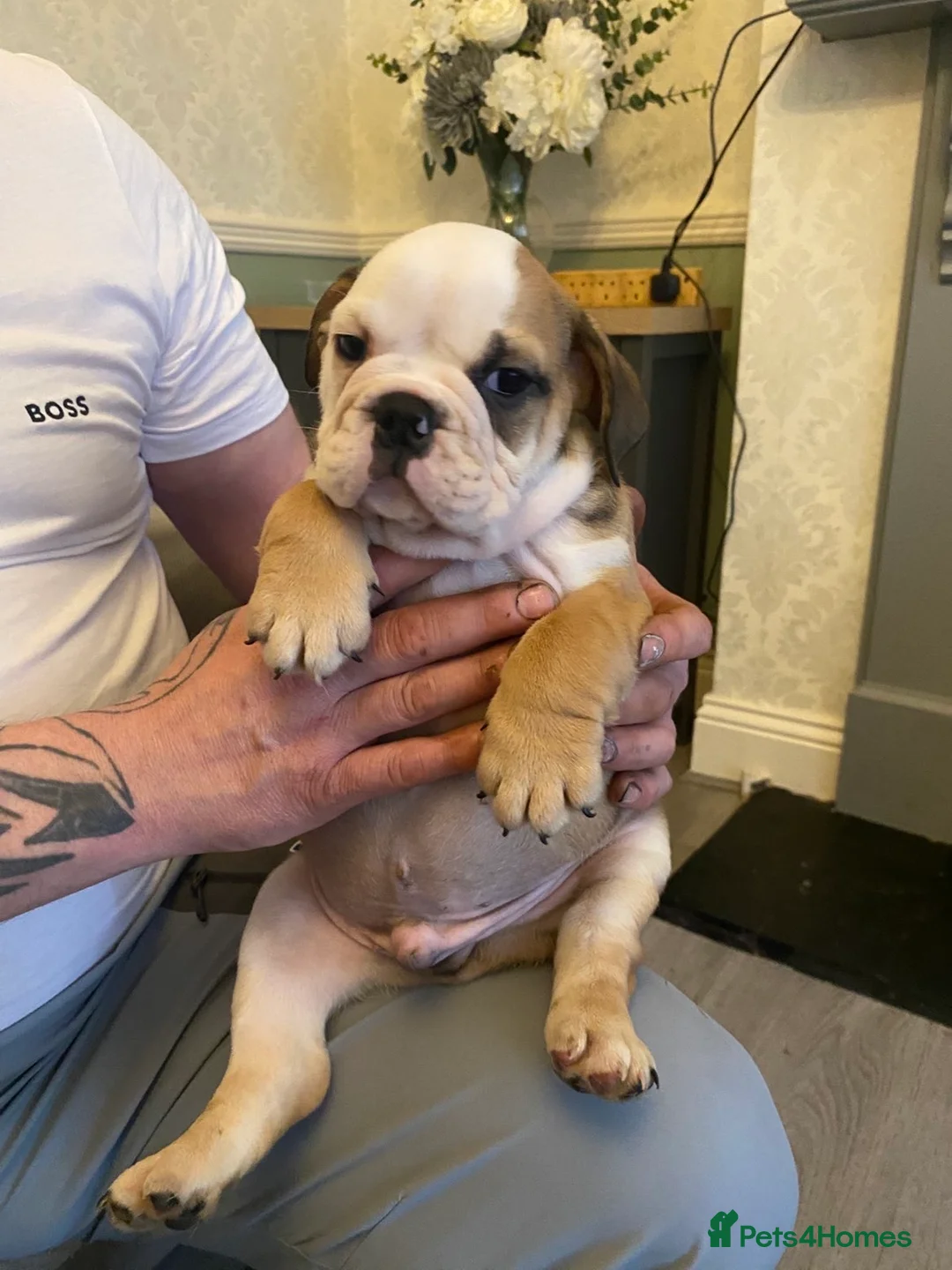 English Bulldog dogs for sale: British bulldog puppy’s  - Advert 1