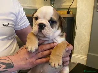 English Bulldog dogs British bulldog puppy’s - Advert 1