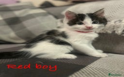 British Longhair cats for sale: Stunning friendly kittens - Image 4