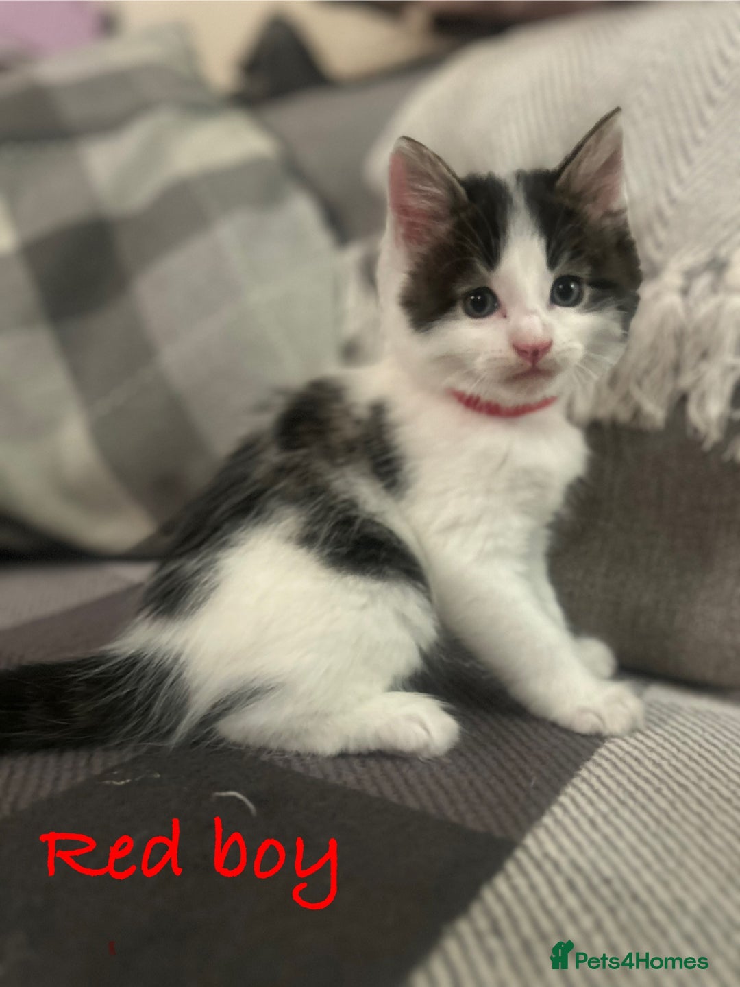 British Longhair cats for sale: Stunning friendly kittens - Image 4