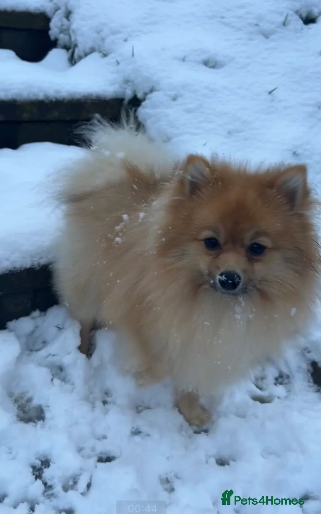 Pomeranian dogs for sale: Pomeranian Puppies - Advert 8