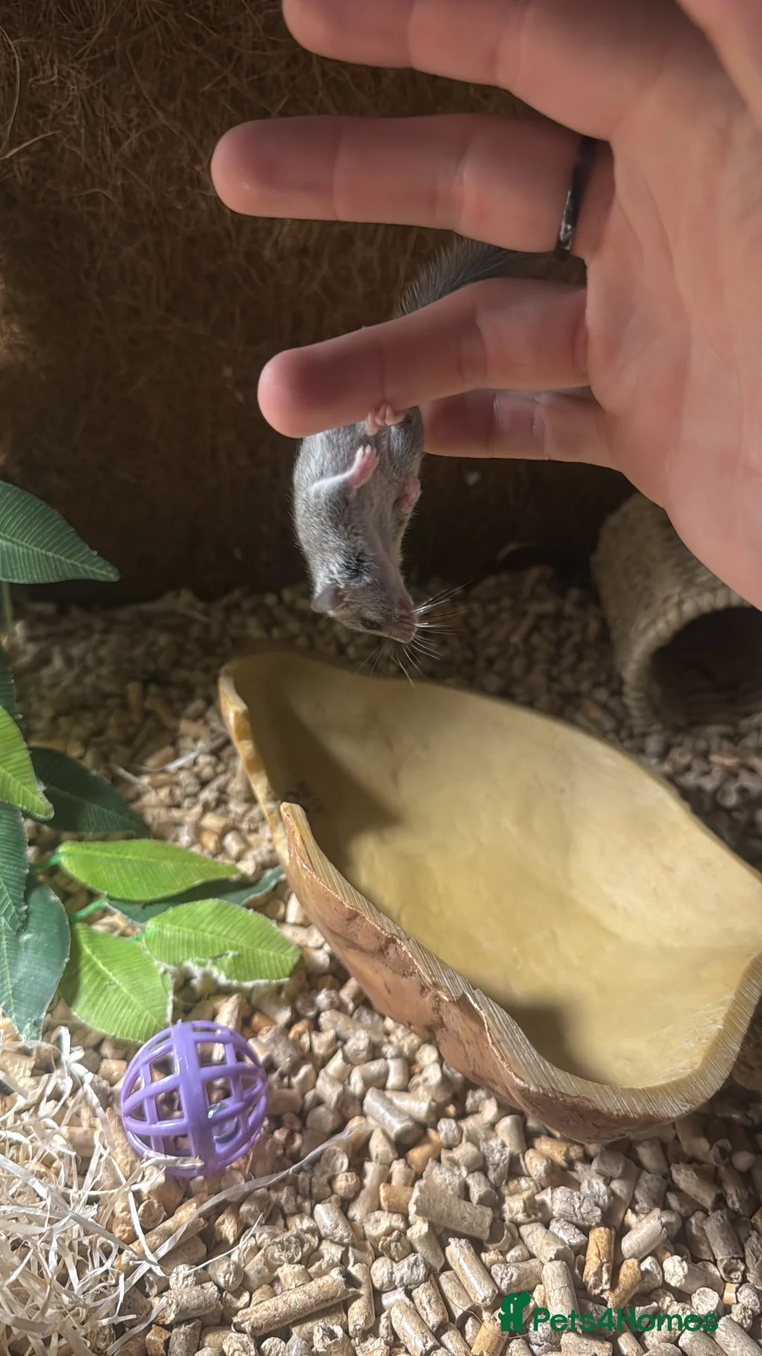 Mouse rodents for sale: X4 African Pygmy Dormice (Micro Squirrels)  - Advert 3