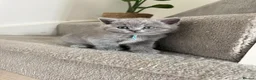 British Shorthair cats for sale: BSH kittens in Camborne - Advert 5