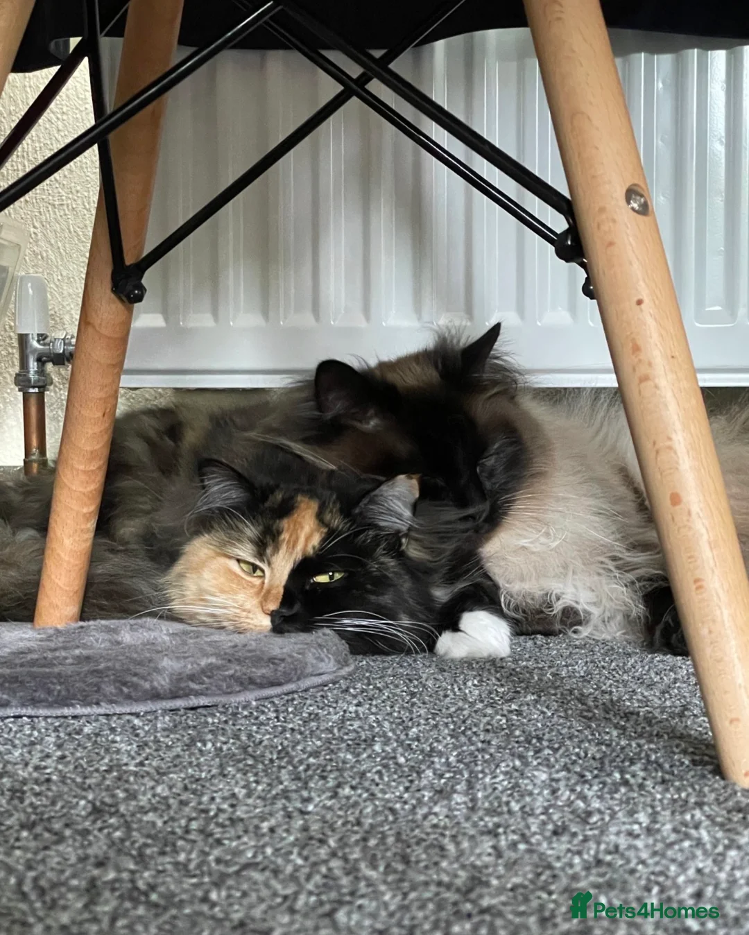 Ragdoll cats for sale: Beautiful Bonded Ragdolls, Brother & Sister  - Advert 2