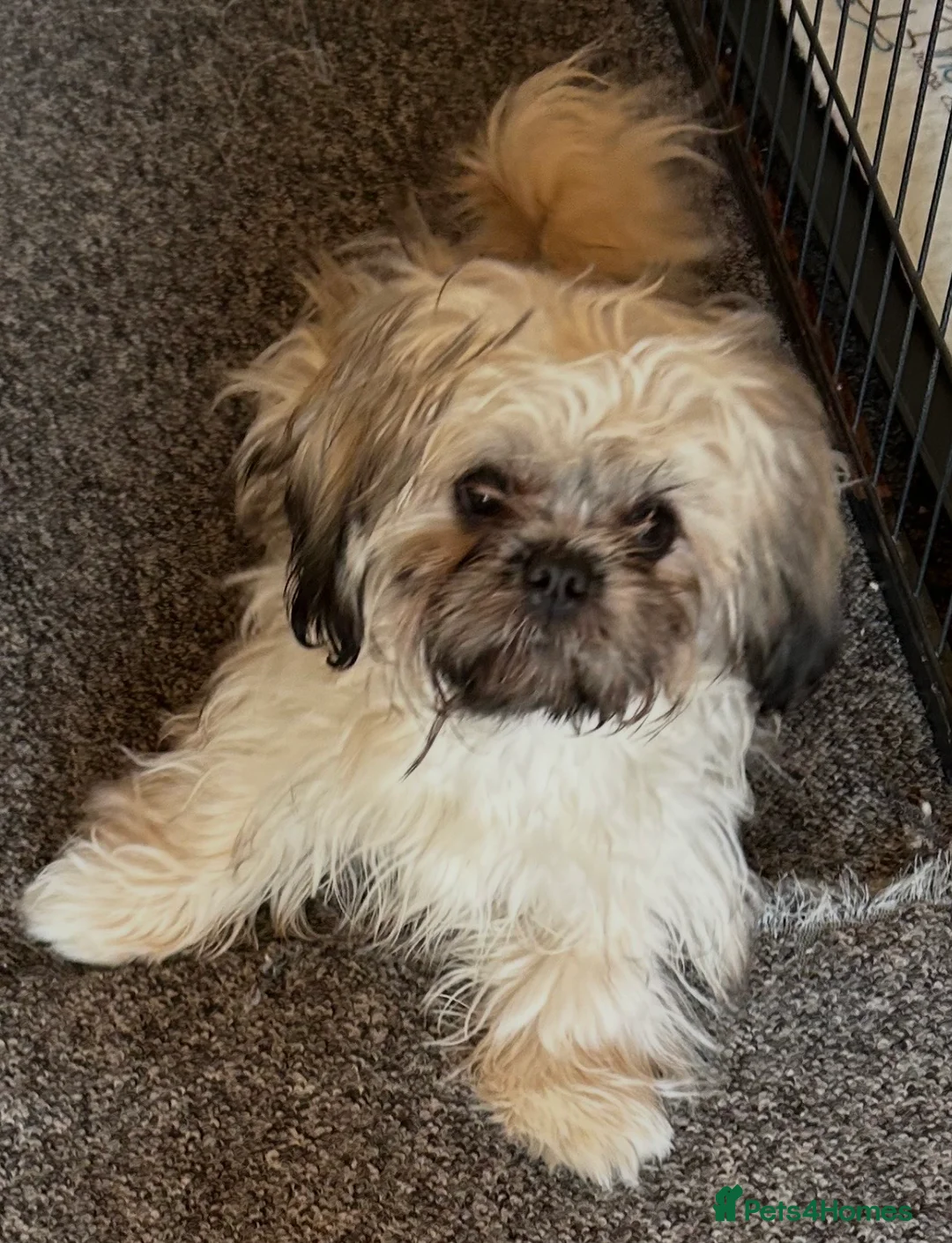 Shih Tzu dogs for sale: Imperial ShihTzu puppy - Advert 2