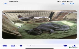 French Bulldog dogs for sale: French Bulldog - Image 6