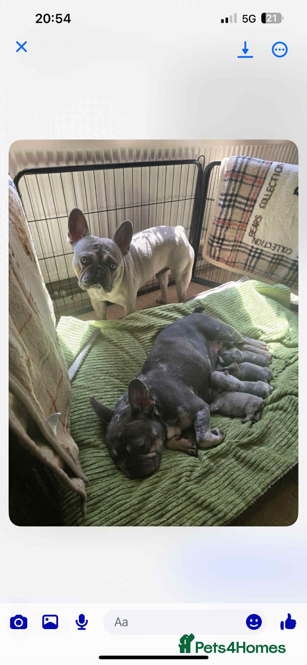 French Bulldog dogs for sale: French Bulldog - Image 6
