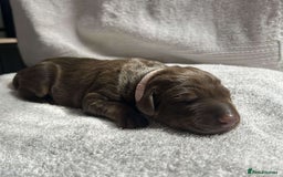 Dobermann dogs for sale: Beautiful litter of Doberman puppies  - Image 12