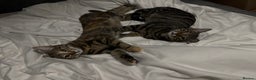 Mixed Breed cats for sale: Two siblings cats  - Advert 2