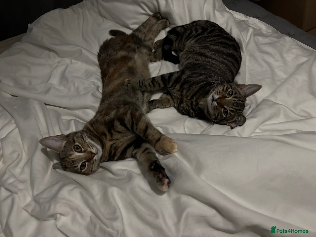 Mixed Breed cats for sale: Two siblings cats  - Advert 2