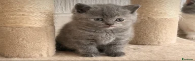 British Shorthair Kitten 3