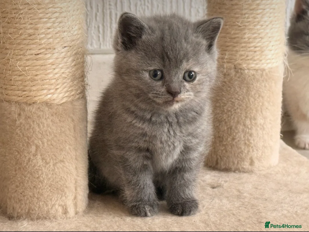 British Shorthair cats for sale:  Beautiful British Shorthair Kittens ✨🐾 - Advert 18