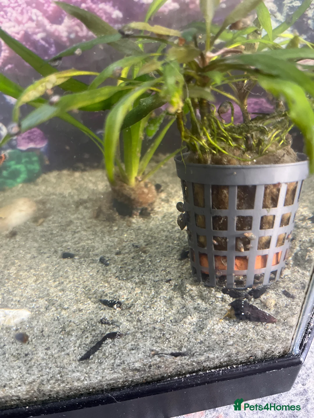 Snails invertebrates for sale: Rabbit snails - Advert 2