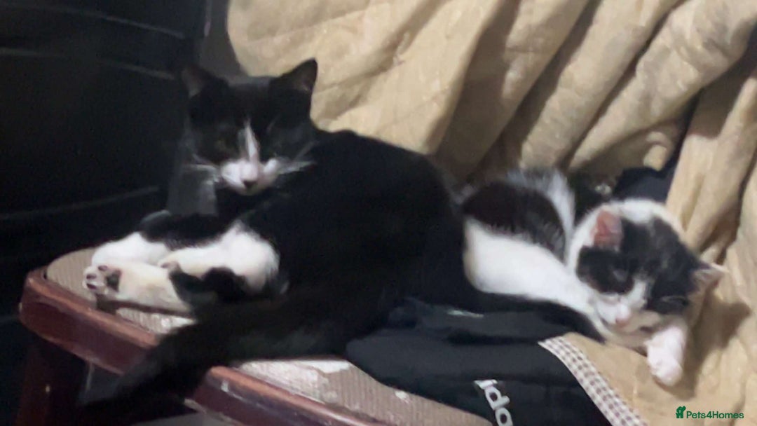 American Shorthair cats for sale: Kitten  - Image 7