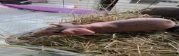 Guinea Pig rodents for sale: Skinny pigs.. 2 females 2 males in Croydon - Advert 6