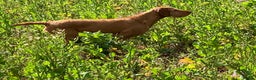 Hungarian Vizsla dogs for stud: Trevor aka Zoldmali Irka-Firka at CanalGame  in Ashford - Advert 9