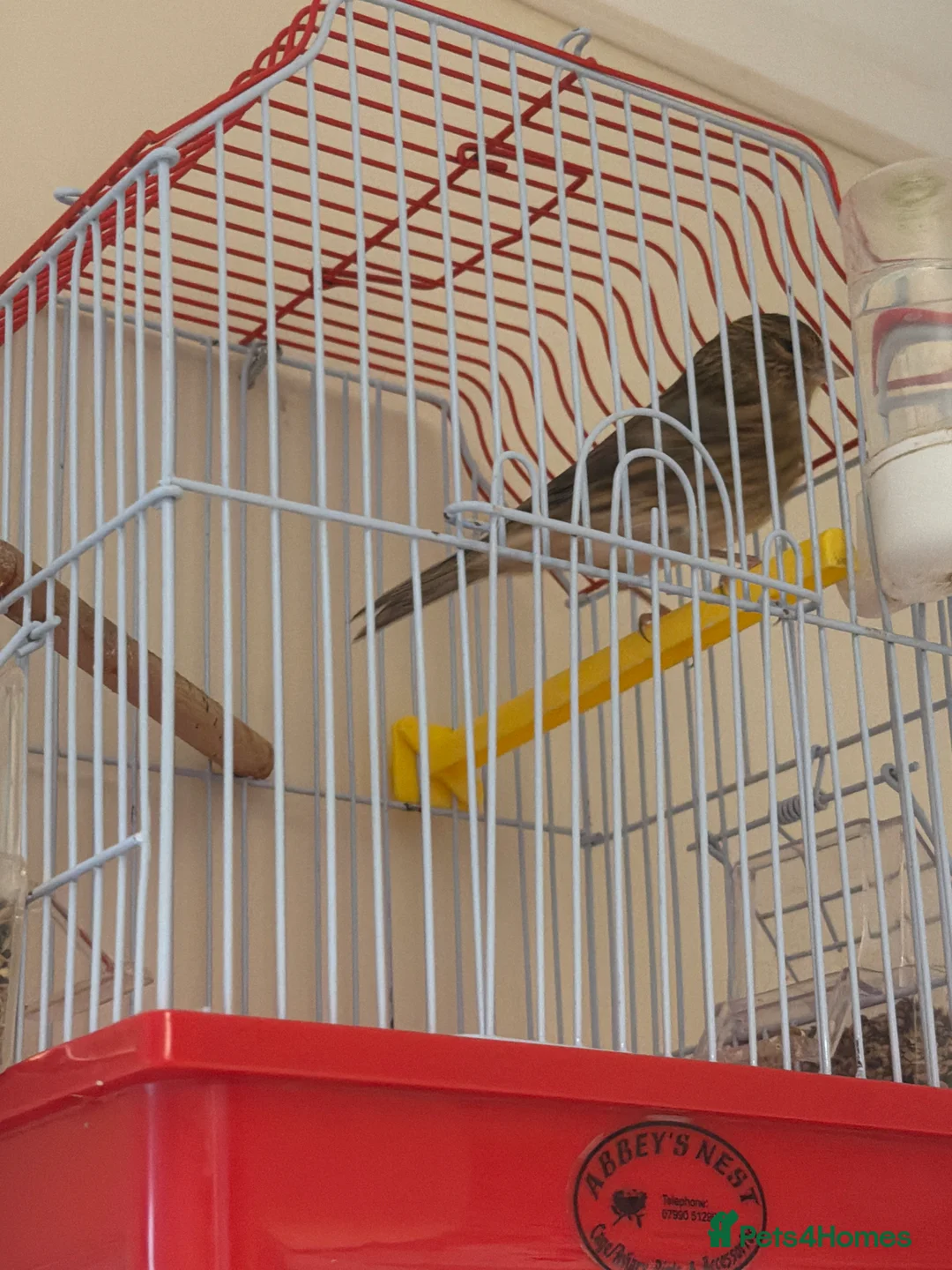 Mixed Breed birds for sale: Linnet goldie mule highbred  - Advert 1