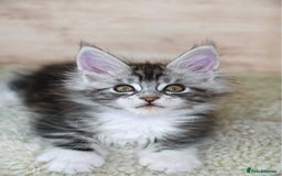 Maine Coon cats for sale: 🥇 5 Generation Pedigree - TICA registered  🌟 - Advert 26