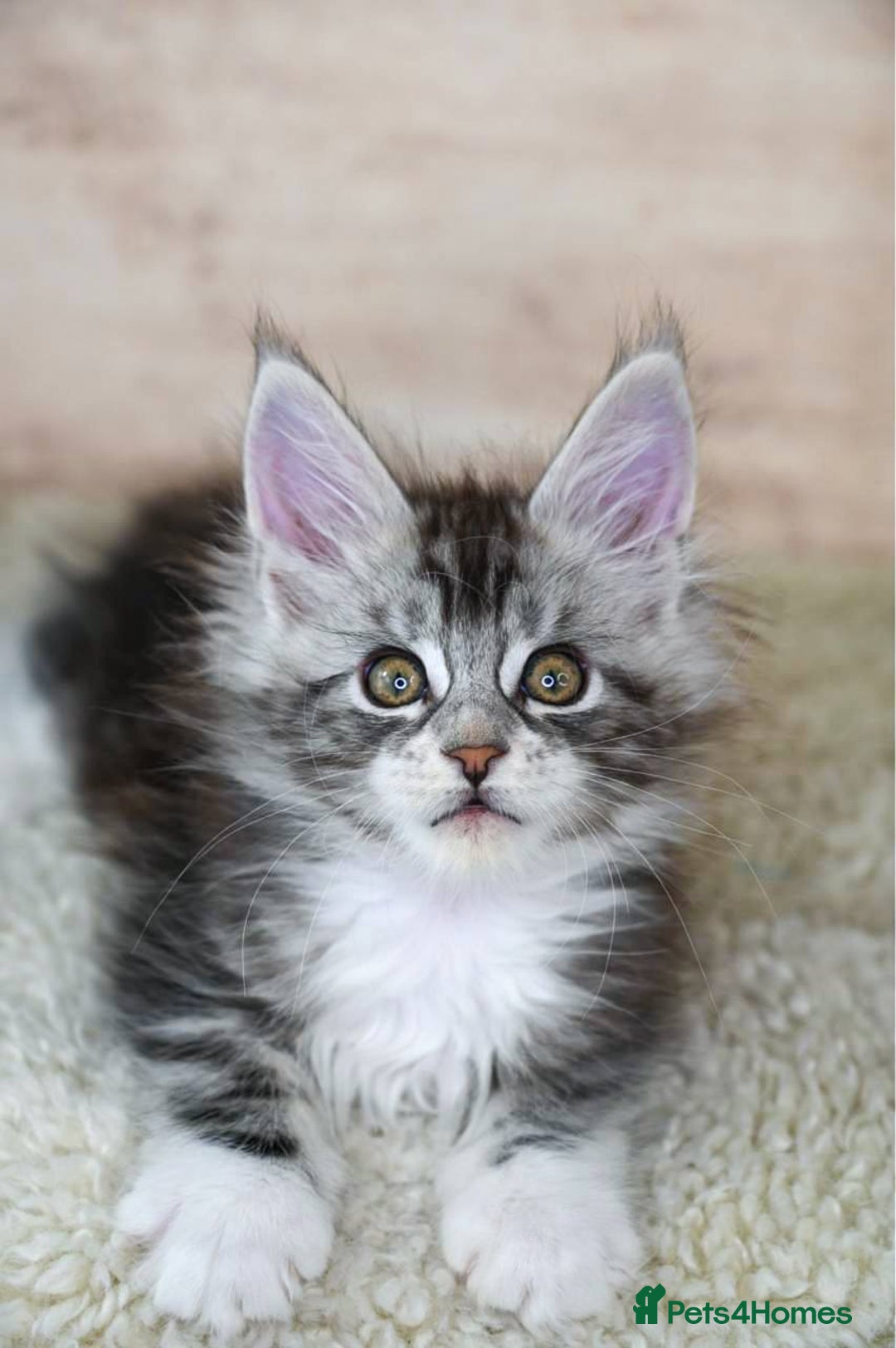 Maine Coon cats for sale: 🥇 5 Generation Pedigree - TICA registered  🌟 - Advert 26