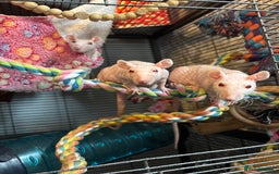 Rat rodents for sale: Hairless rats  - Image 1