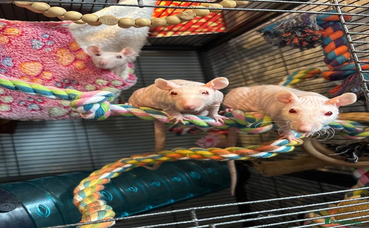 Rat rodents for sale - Advert 1