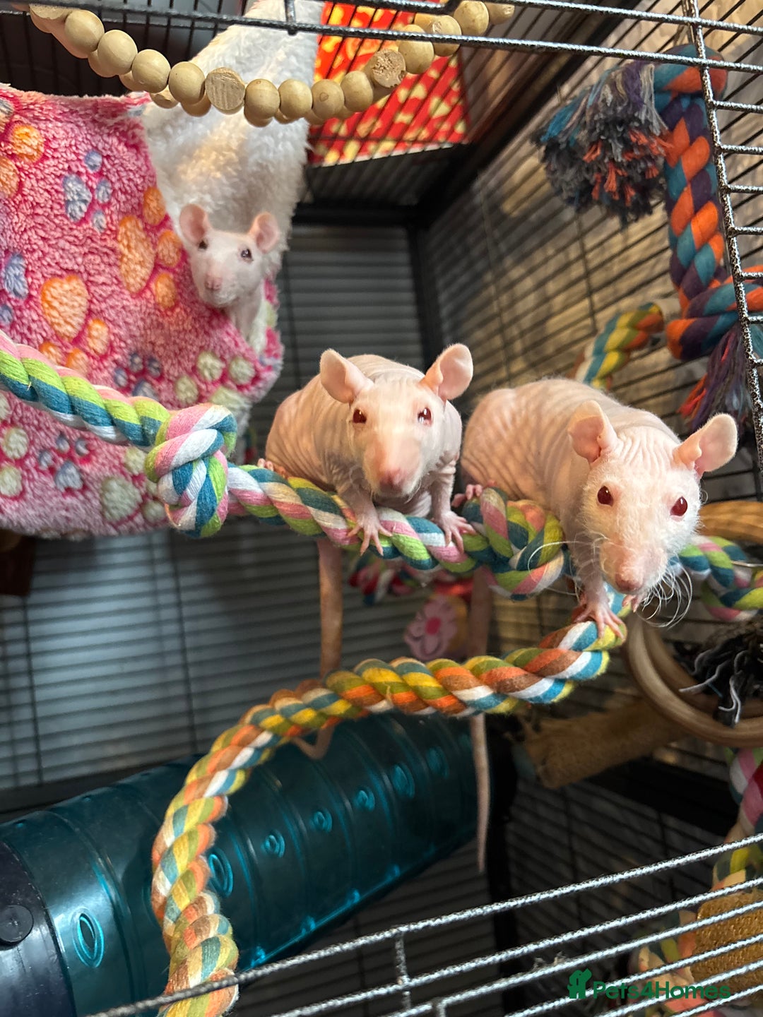 Rat rodents for sale: Hairless rats  - Image 1