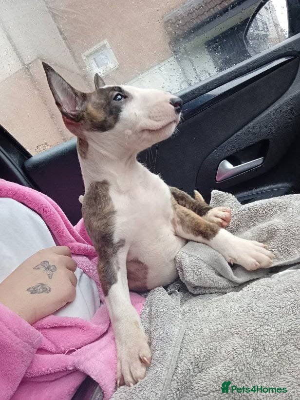 English Bull Terrier dogs 2 male English bull terrier pups - Advert 1