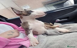 English Bull Terrier dogs for sale: 2 male English bull terrier pups - Image 1