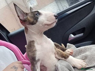 English Bull Terrier dogs - Advert 6