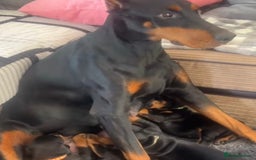 Dobermann dogs for sale: Puppy dobermans  - Image 8