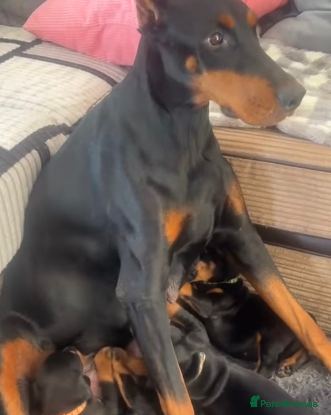 Dobermann dogs for sale: Puppy dobermans  - Image 8