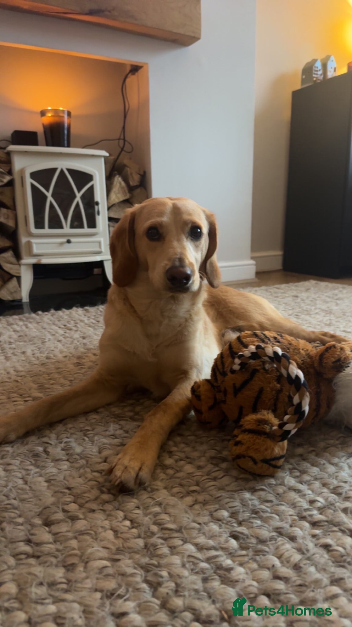Labradoodle dogs Adorable male labradoodle still available  - Advert 5