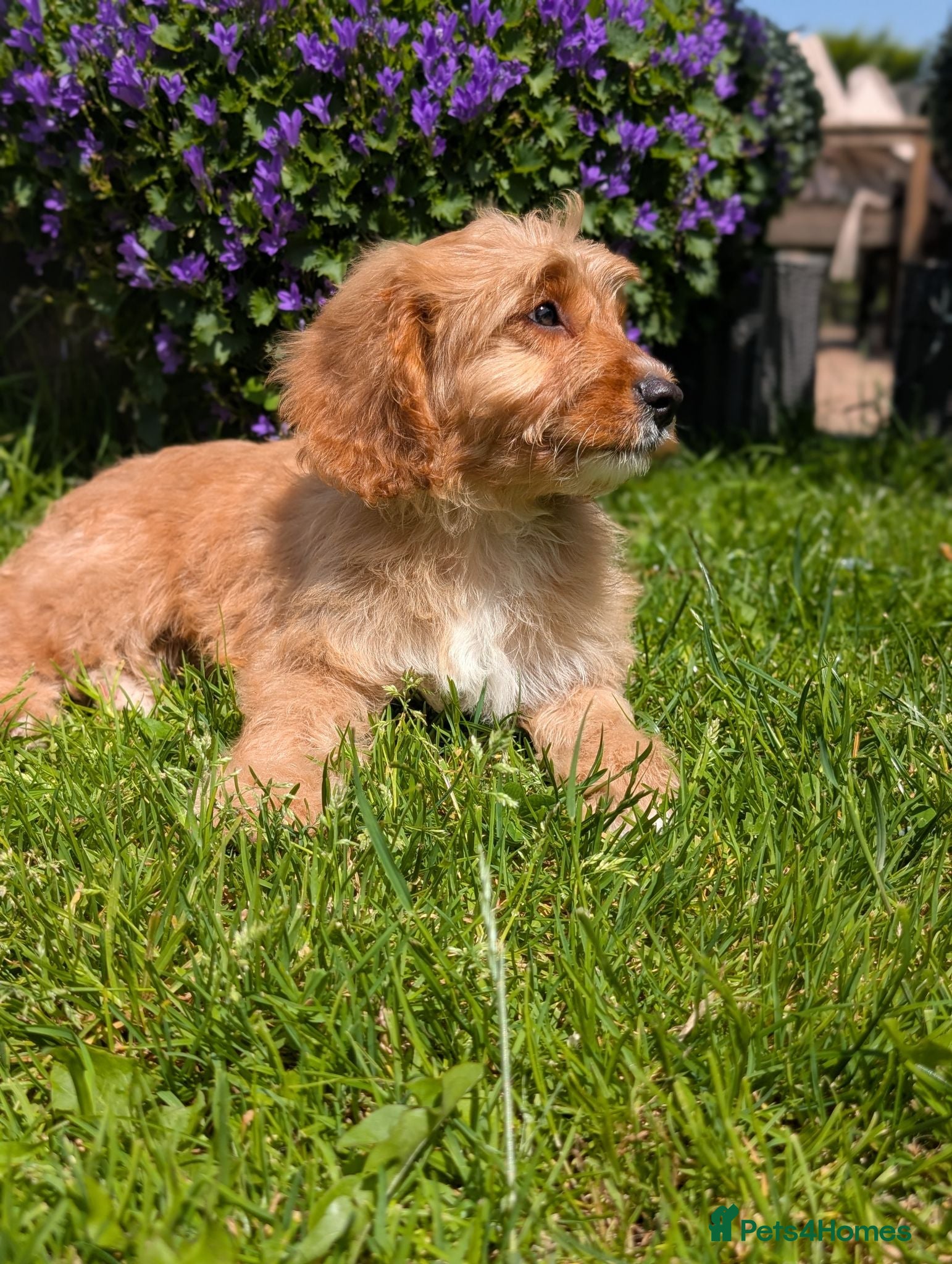 Cavapoo dogs ⭐⭐⭐⭐⭐ F1 Cavapoo puppies Health tested parents.  - Advert 2